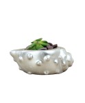 Mini Çiçek Saksı Küçük Sukulent Gümüş Kaktüs Saksısı Deniz Kabuğu Model